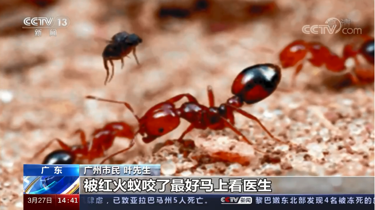 【科普】“疯狂生态杀手”的红火蚁